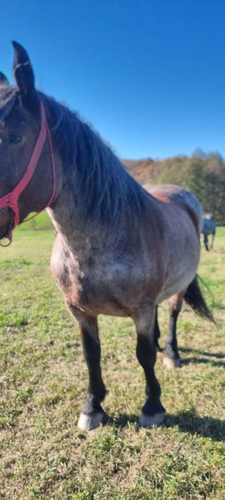 Iapa de vanzare frumosa