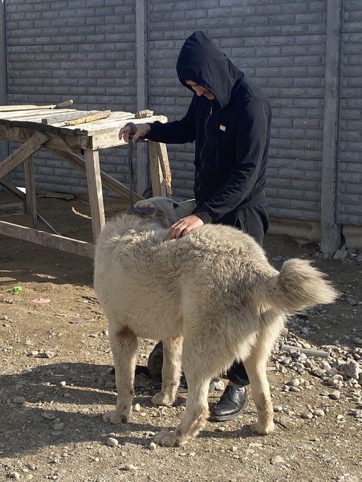 Супертяж 10 ай