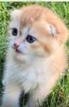 Pui Scottish fold si straight gold cu pedigree de exceptie