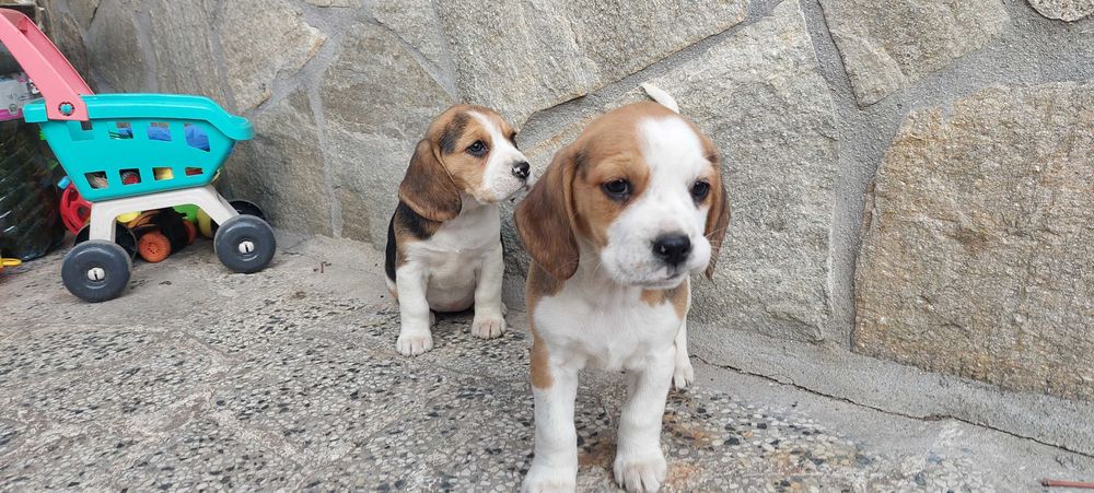 Бигъл малки кучета