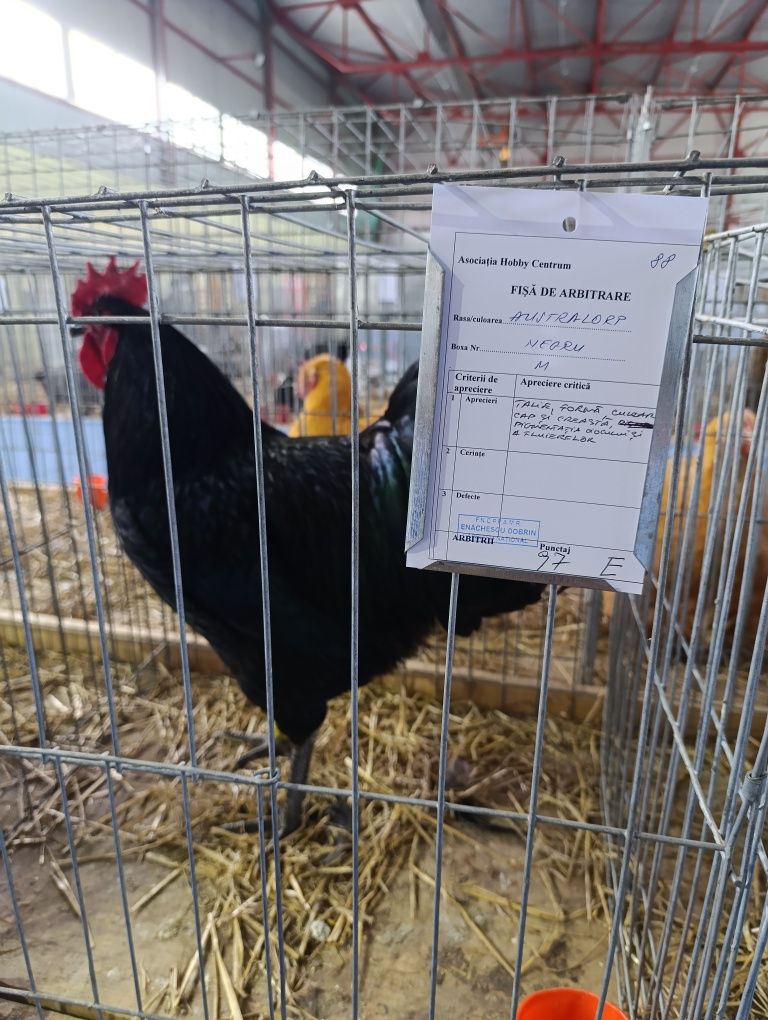 Pui Australorp 1 săptămână