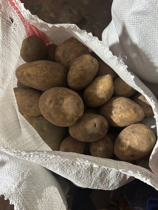 Картофель сорт  Гала