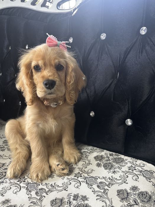 Cocker Spaniel – 2 luni, 2 vaccinuri, 2 deparazitări