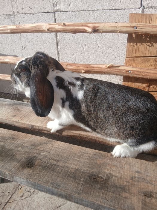 Vând doua iepiroaice