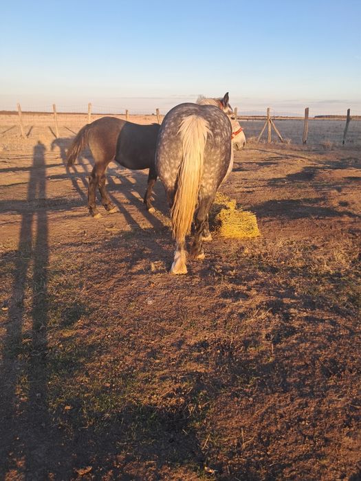 Iapă cu manz 4/5ani ,gestanta.