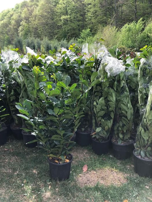 Laur englezesc photinia Red Robin leilandi
