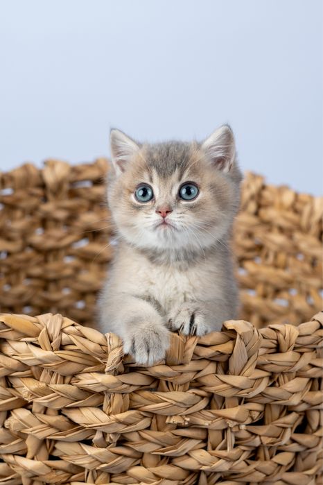 British shorthair rasa pura