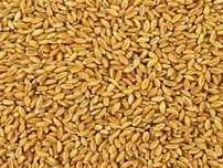 Продавам Пшеница 700kg