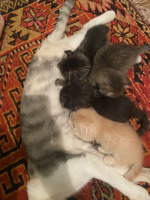 Шатланский мысықтар қолға үйретілген