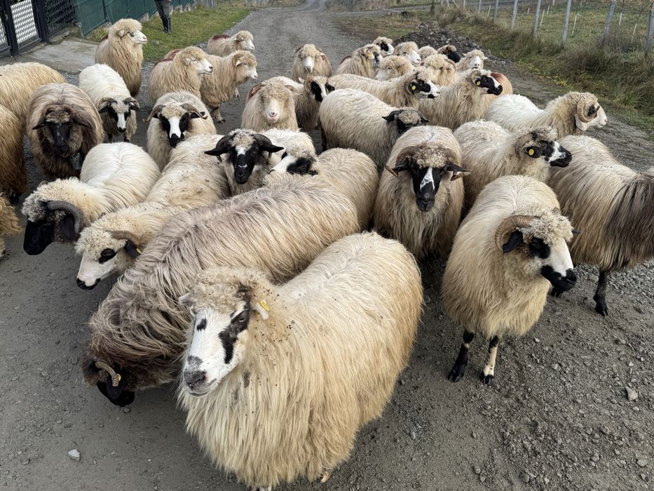 Vand 35 de oi tinere frumoase miori stramiori