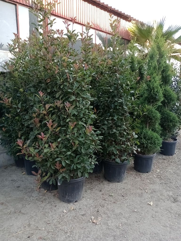 Plante ornamentale de grădină calitatea extra