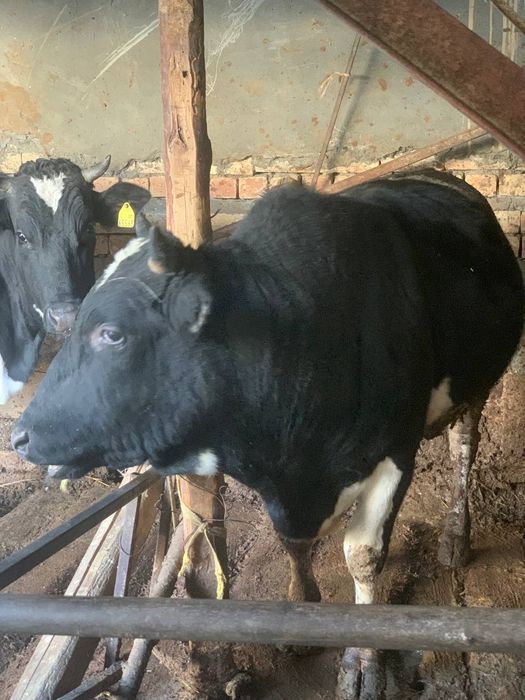 Buqa sotiladi. sogʻlom. xonadonda boqilgan