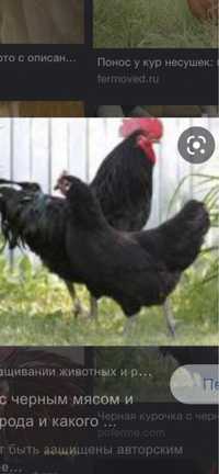 Черная курица петух черный доставкажяйца тоже есть для белые красны лр