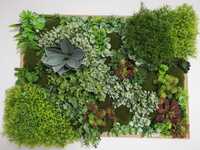 Tablou artificial diferite plante ornamentale si mușchi stabilizați!!