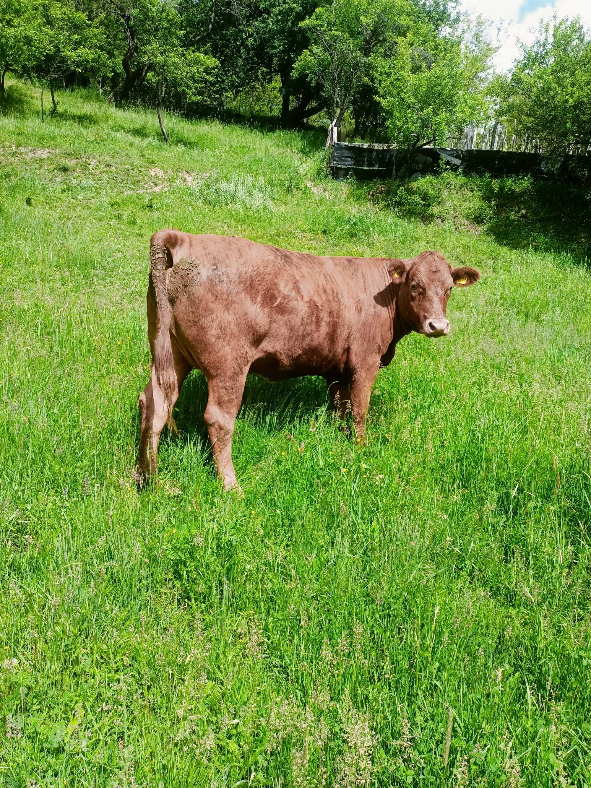 De vânzare junincă angus