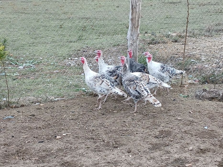 Curci de vânzare