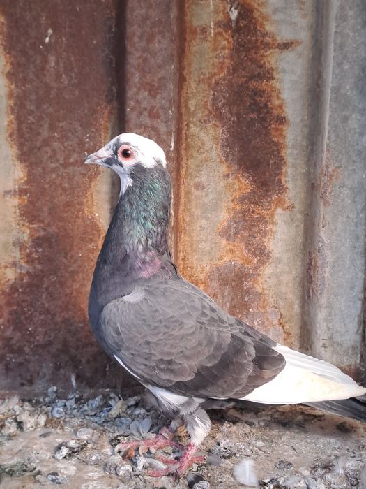 Porumbei de captură