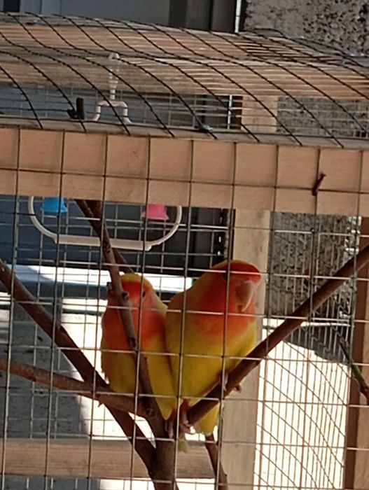 Продам пару неразлучников