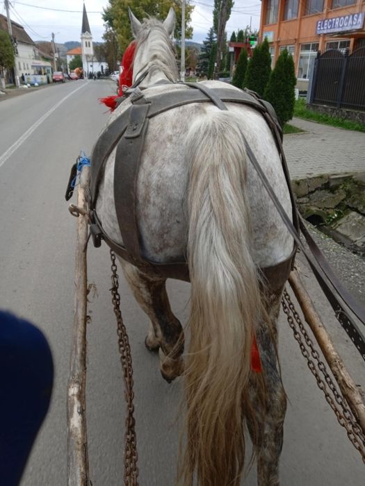 Cai  de  vânzare