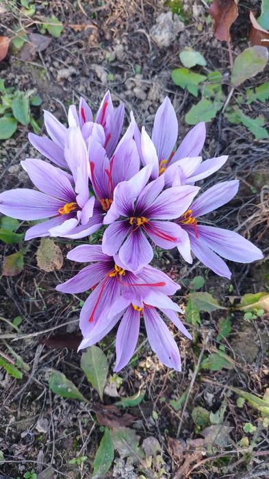 Vand sofran pistile condiment Crocus Sativus