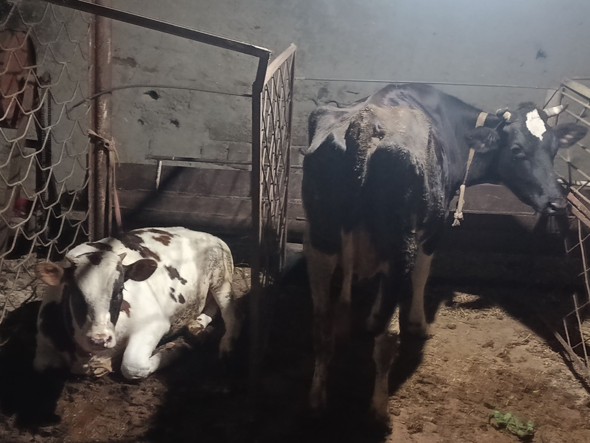 Buqa va Sigir Sotiladi 20 mln dan 40 mlngacha