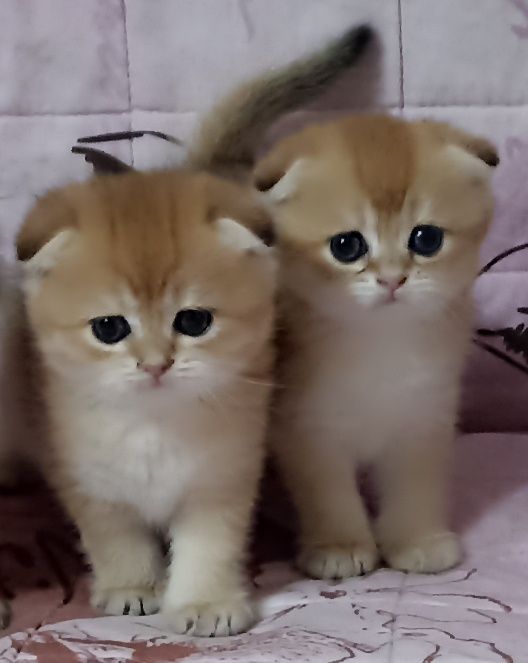 Британский золотая шиншилла