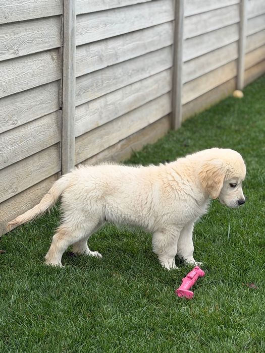 Golden Retriever mascul cu Pedigree