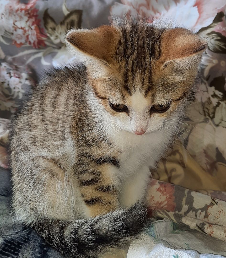 Котенок ищет дом!!!