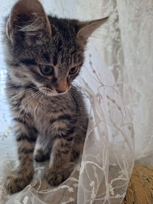 Отдам котенка в добрые руки