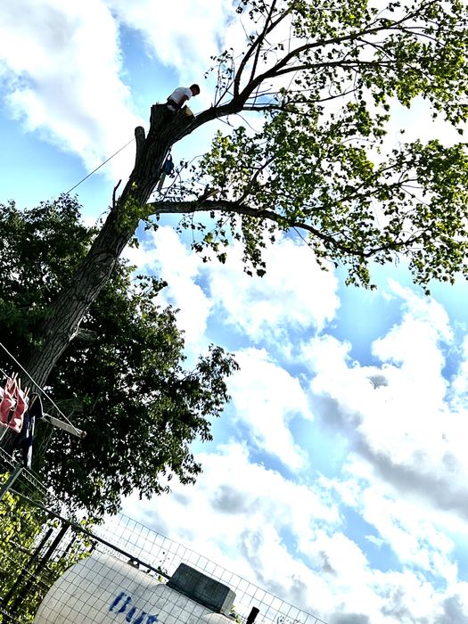 Toaletare/ tăiem copaci cu Alpinisti utilitari prețuri negociabile