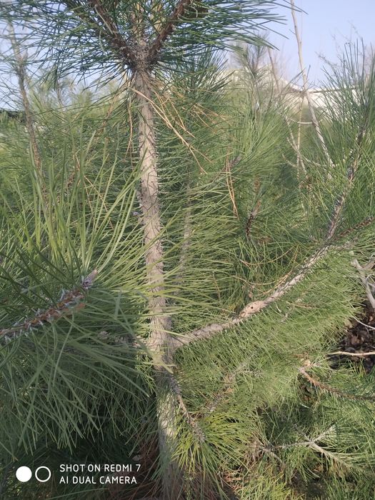 Qirim sasna kochatlari