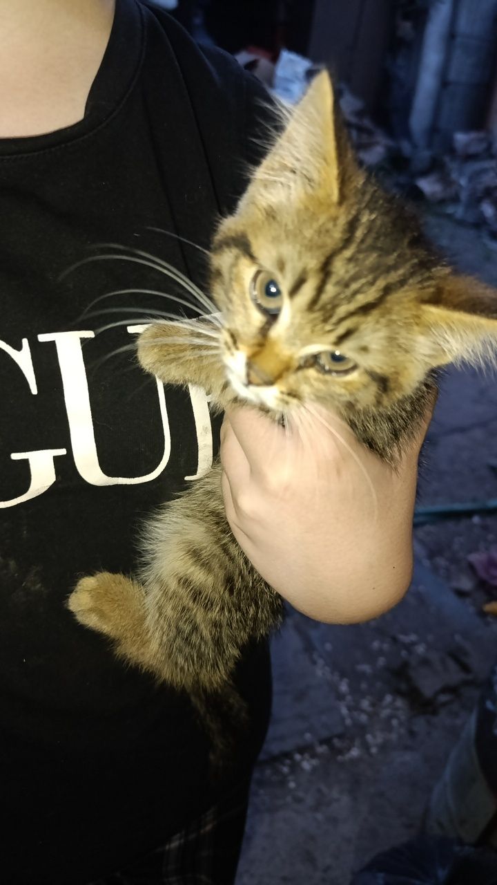 Маленькие котята ищит дом