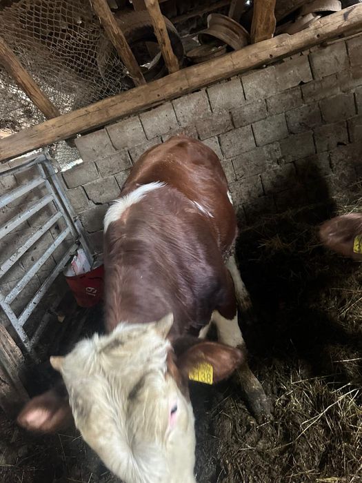 Vand 2 taurasi Baltati