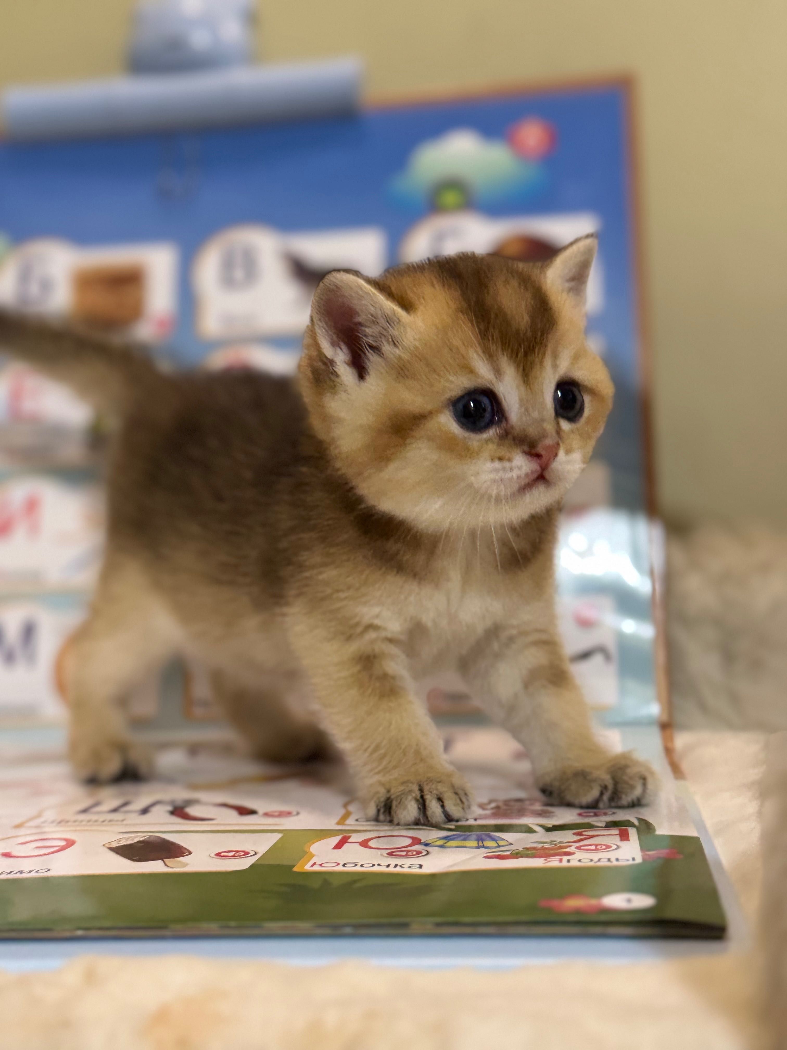 Продаются котята, золотая шиншилла.