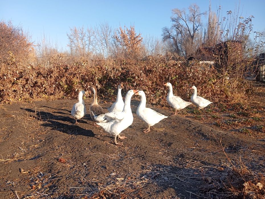 Продаётся гусь за линей