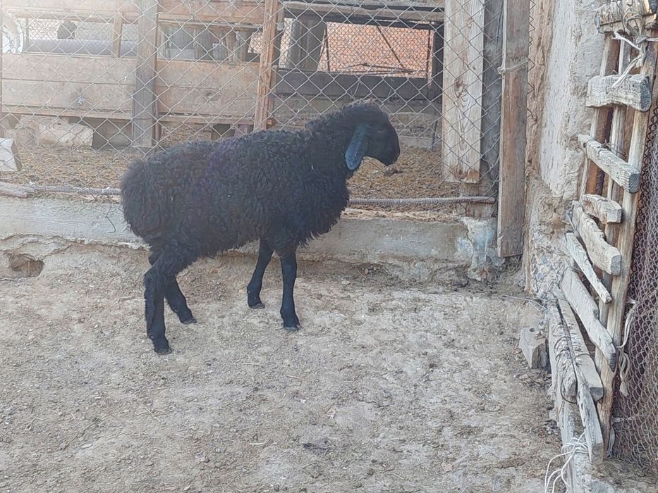 Еркек қозы сатылады