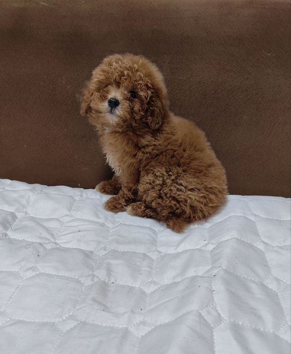 Девочка мальтипу F1, мини