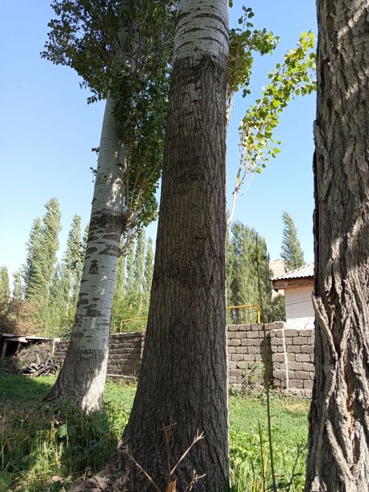 Тераклар сотилади