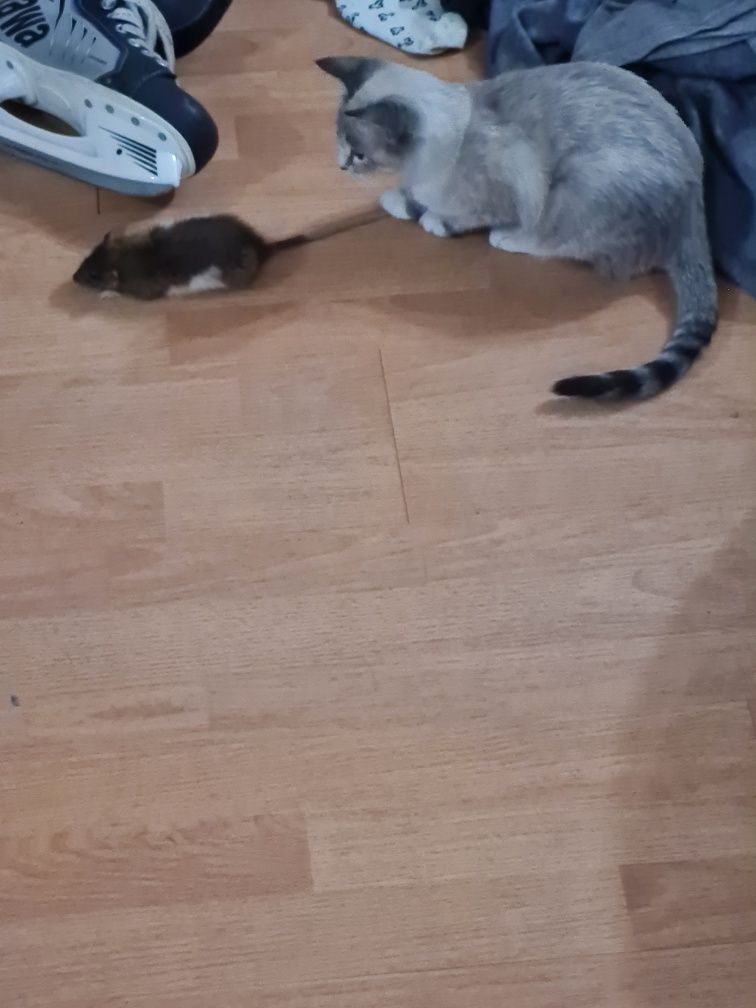 Котята два месяца даром