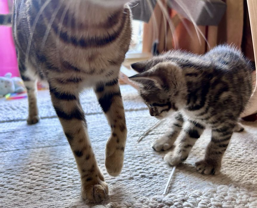 Бенгалско мъжко коте