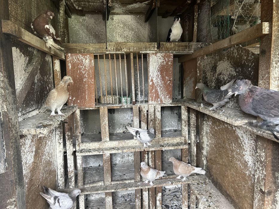 Porumbei takla culori variate