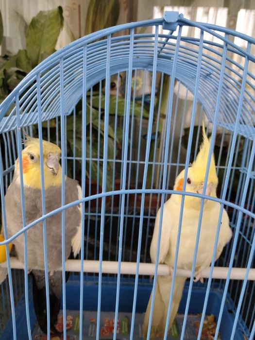 Papagali nimfa pereche