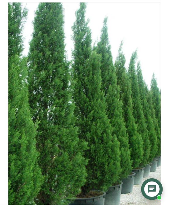 Mesteaca alb tuia zmarald laur englezesc artar japonez spirale pon pon