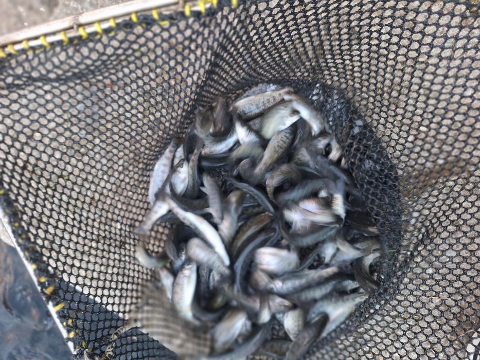 Puiet păstrăv curcubeu