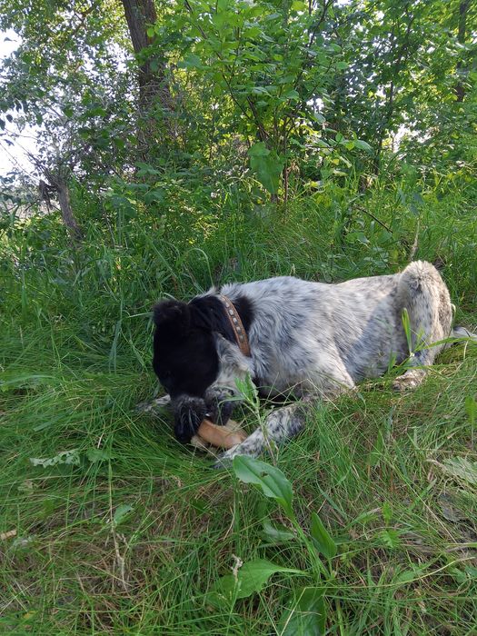 Отдам в добрые руки