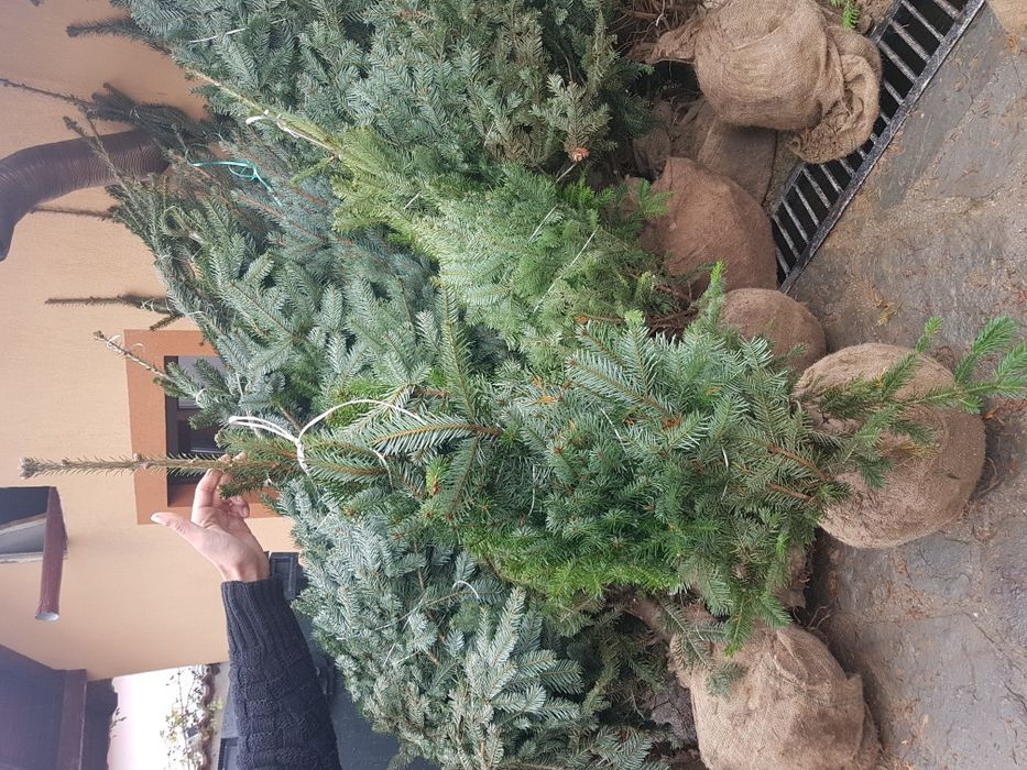 Tuia smarald 3m brazi arginti 2m