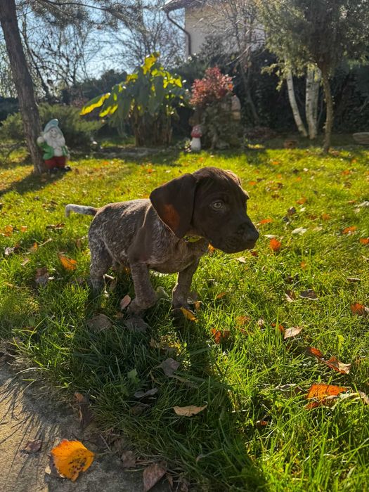 Pui brac german spre adoptie