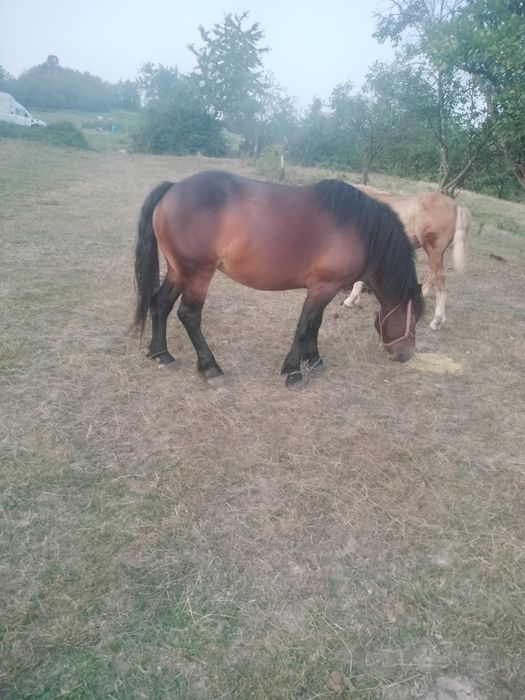 Iapă murgă de vînzare