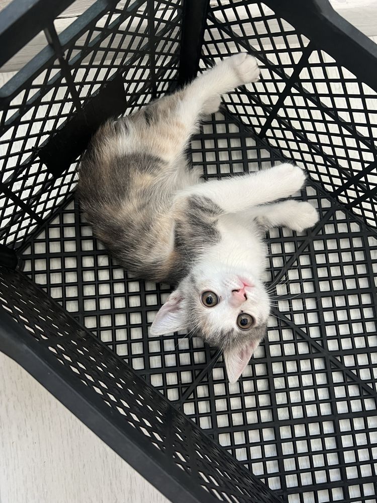 Котенка есть 1 мальчик,1 девочка