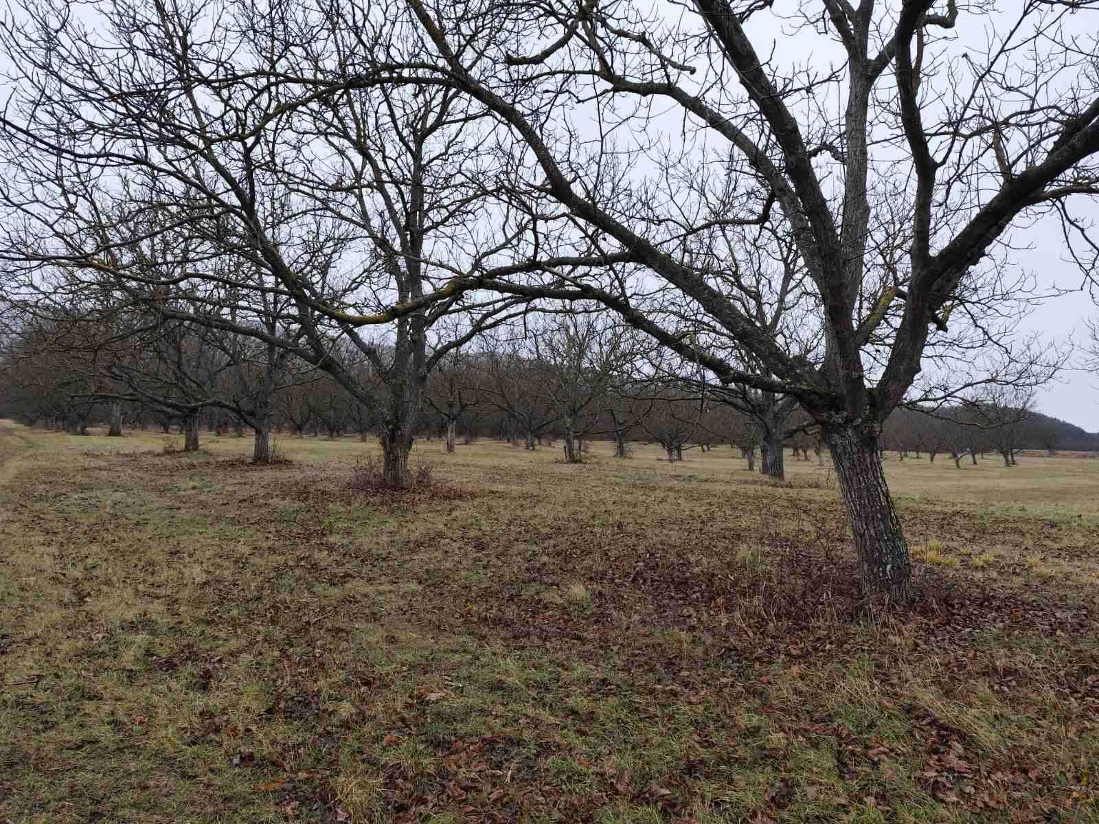 Продава се Орехова градина до РЕКА Тунджа в село Зимница, общ.Мъглиж.